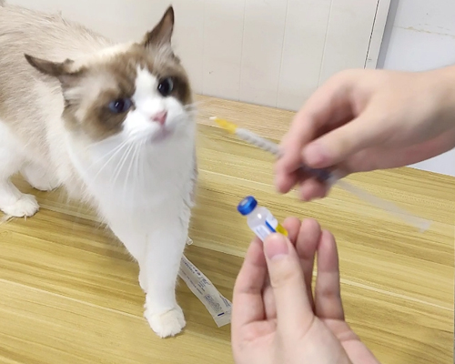 貓咪多久一次打一次疫苗